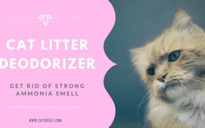 Cat Litter Deodorizer – If you Can’t Get Rid of Strong Ammonia Smell?