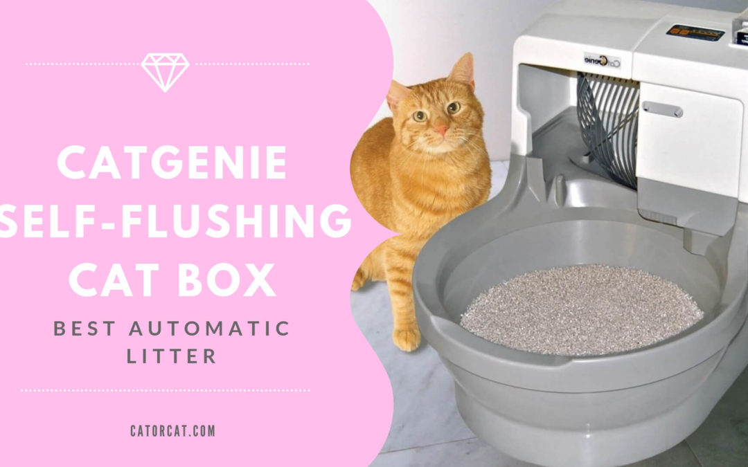 CatGenie Self-Flushing Cat Box; Best Automatic Litter