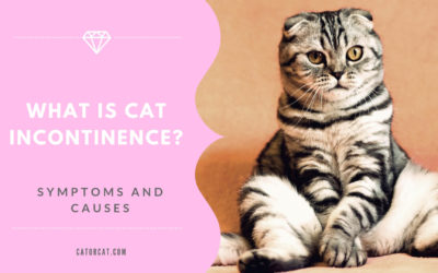 What is Cat Incontinence & How To Treat it?!