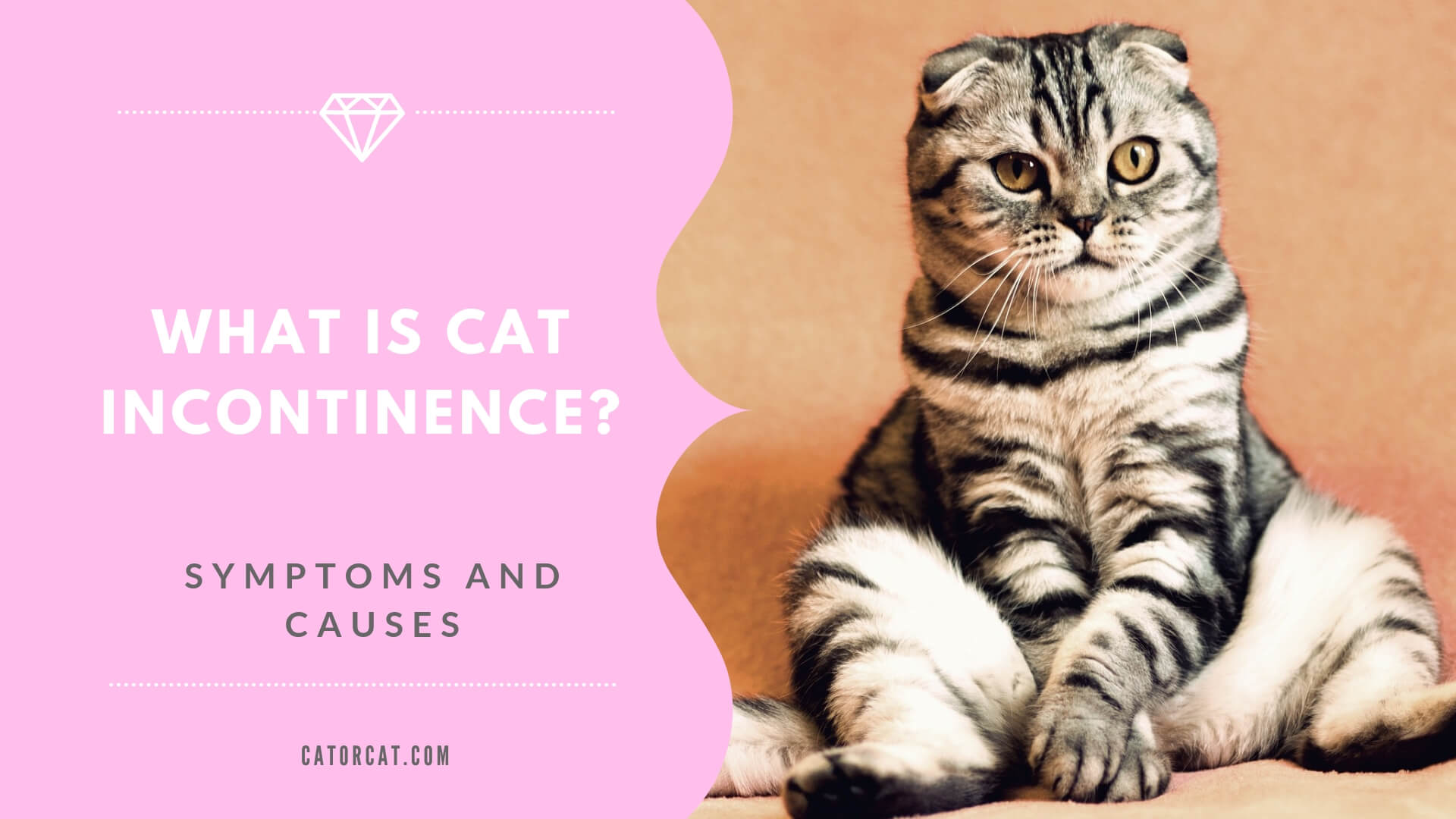 feline incontinence treatment