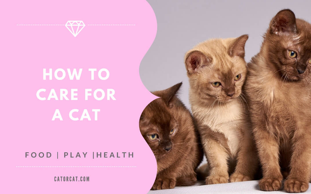 How To Take Care Of A Cat – 101 Guide