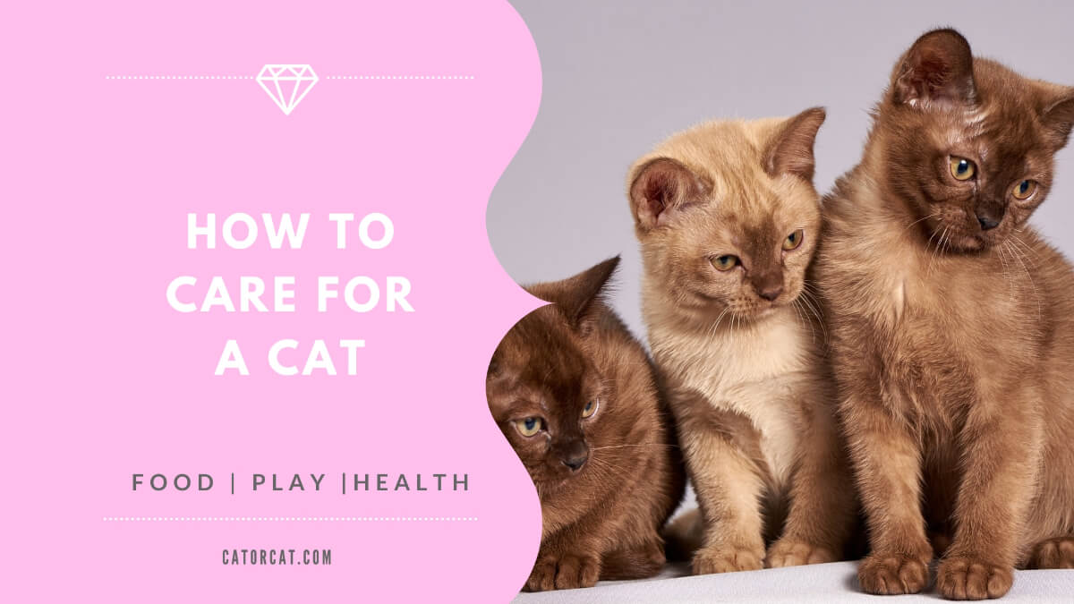 How to Care for a Cat