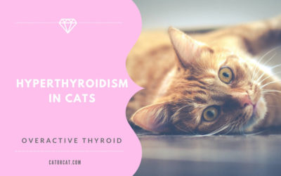 Hyperthyroidism in Cats – Signs and Symptoms