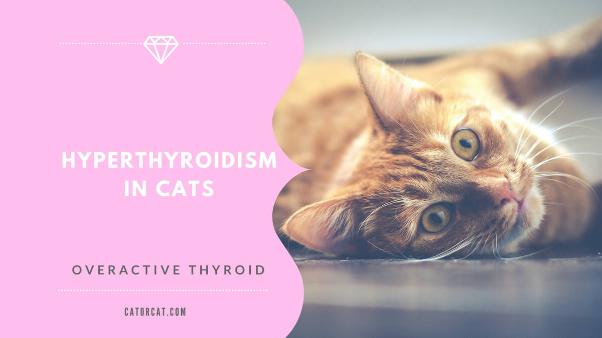 hyperthyroidism in cats