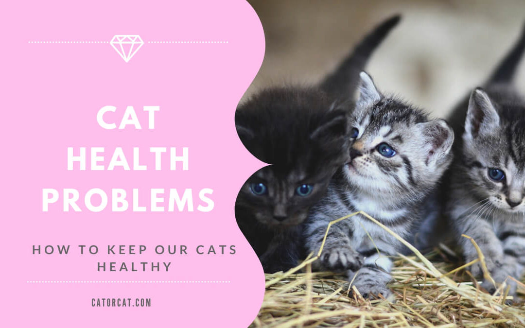 Cat Health Problems – How To Keep Our Cats Healthy