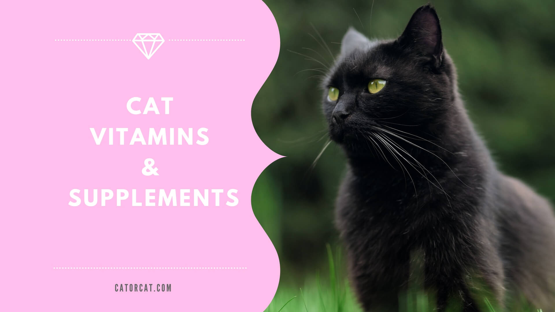 best senior cat vitamins