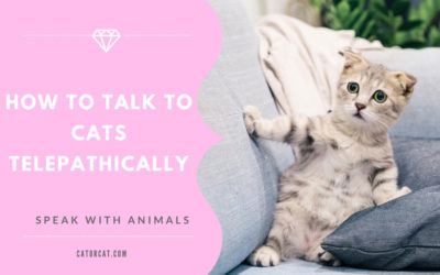 How to Talk to Cats Telepathically