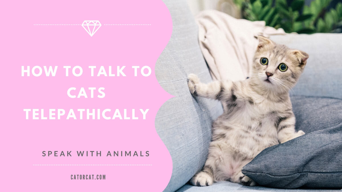 how to talk to cats telepathically