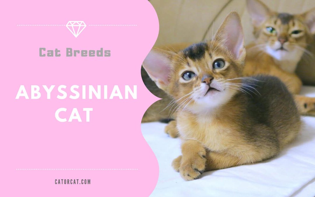 Abyssinian Cat