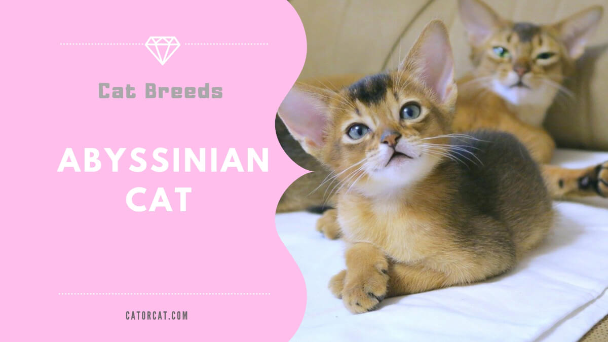 Abyssinian Cat