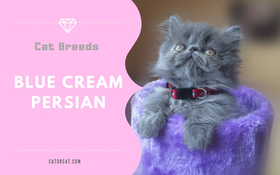 Blue Cream Persian