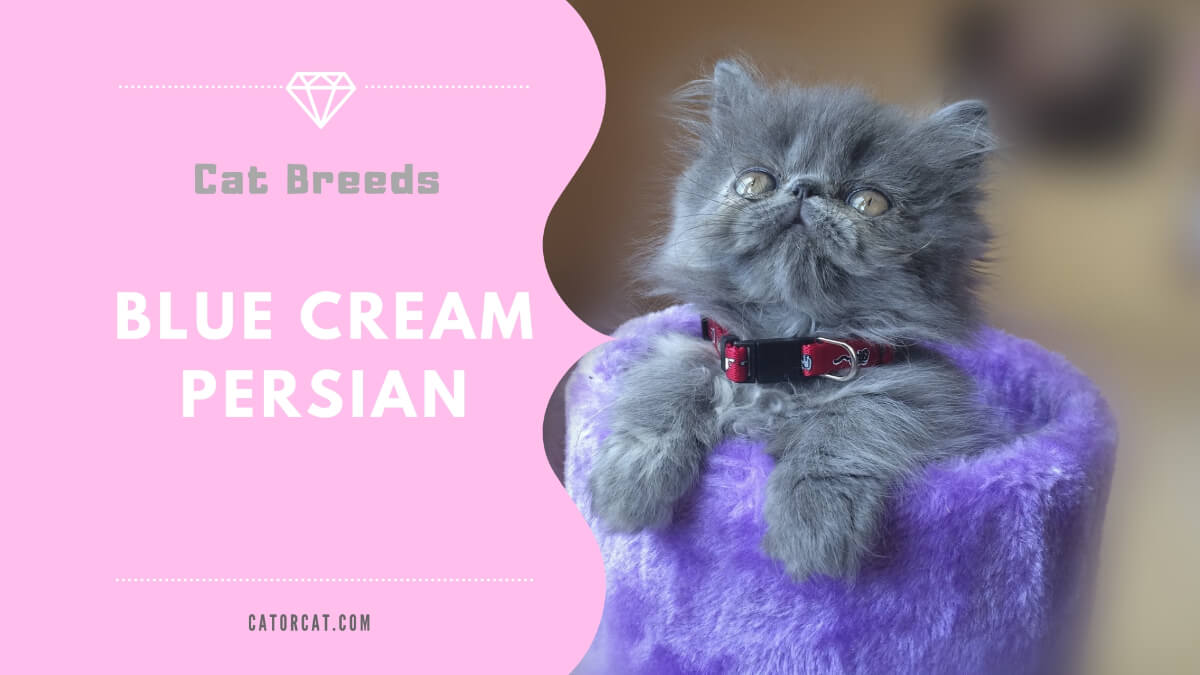 Cream persian cat sale