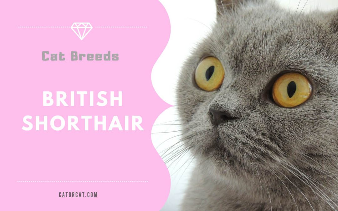 British Shorthair