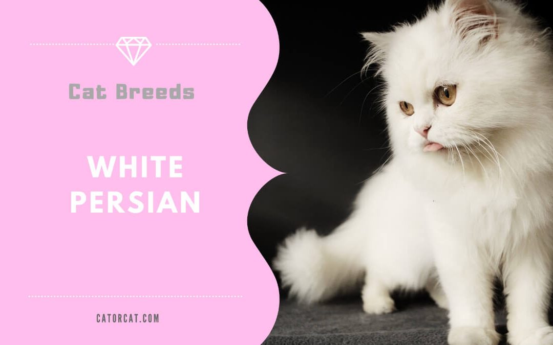 White Persian Cat