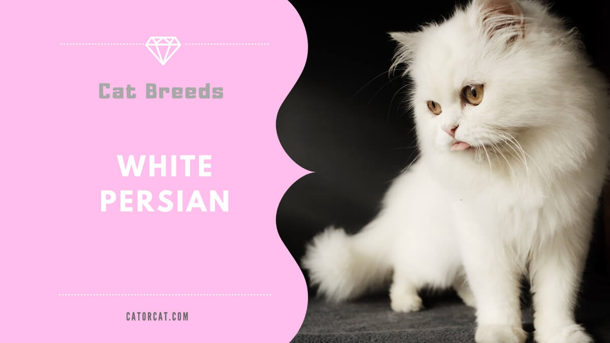 White Persian Cat