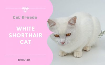 White Shorthair Cat