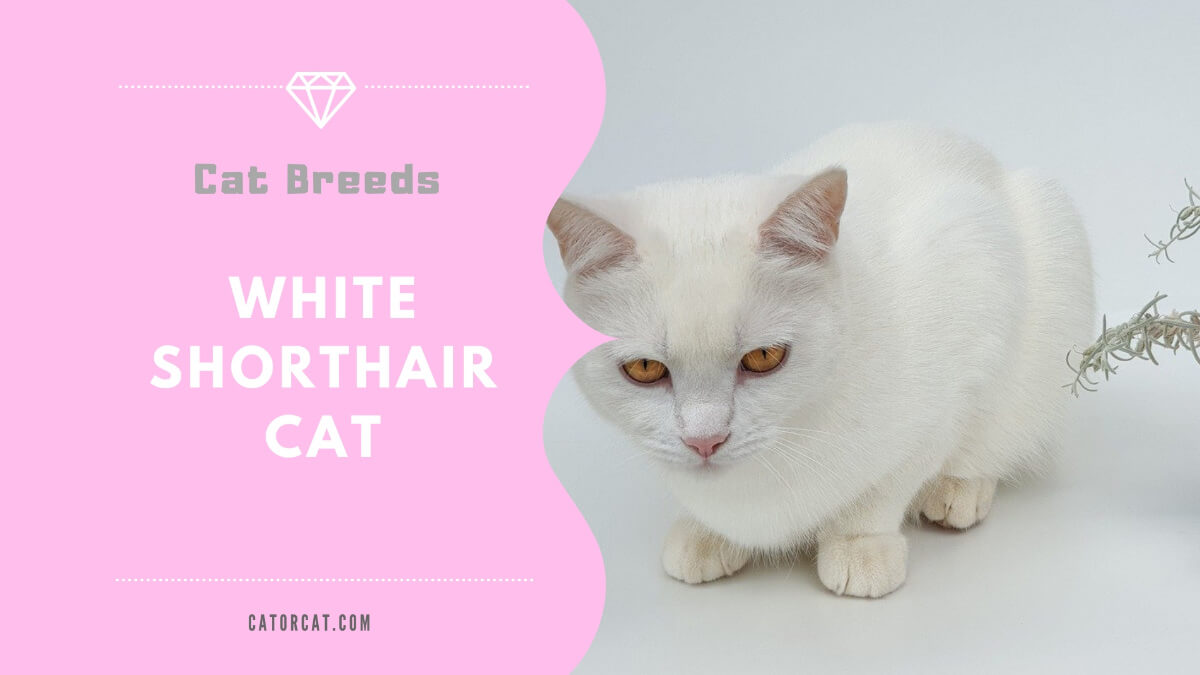 White Shorthair Cat - Facts, Origin, History and Personality Traits
