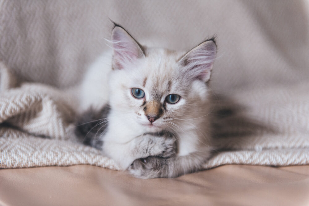 balinese cat hypoallergenic cats