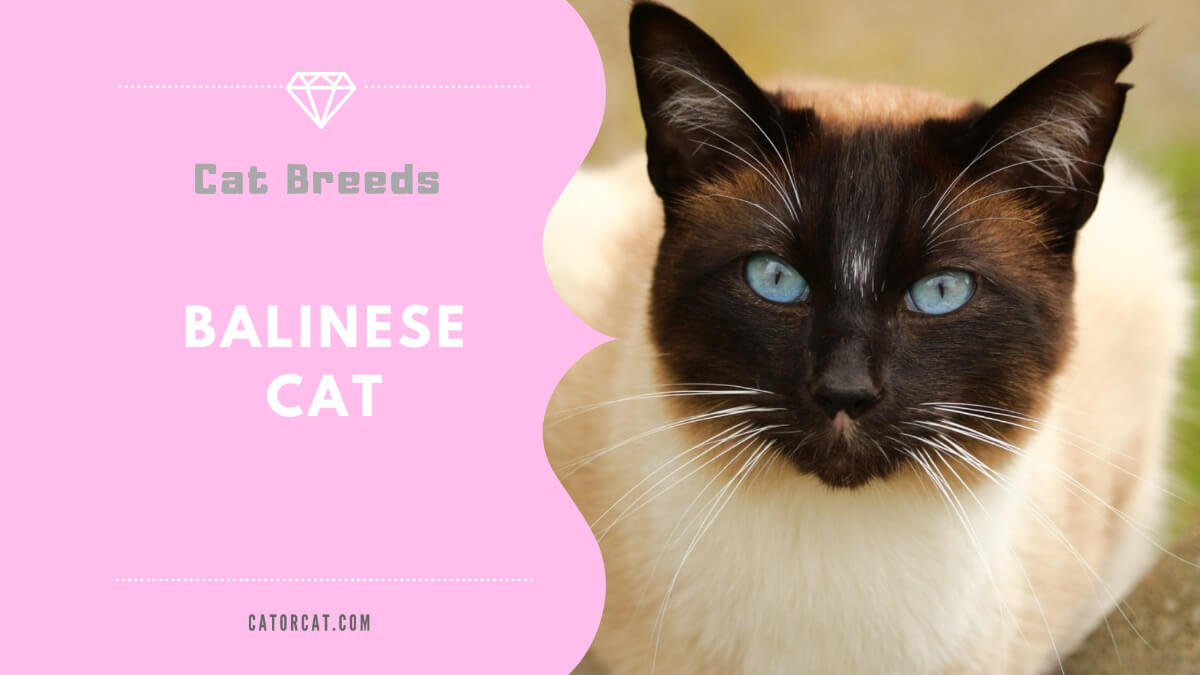 balinese cat