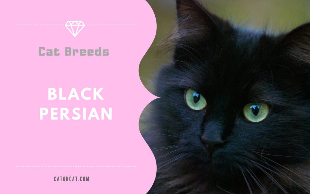 Black Persian Cats