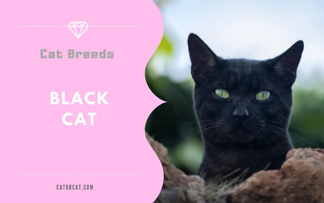 Black Shorthair Cat