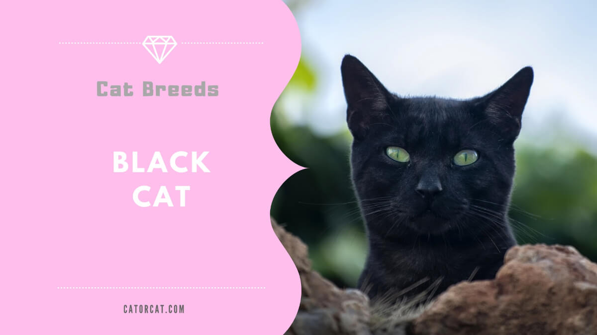 Black Shorthair Cat