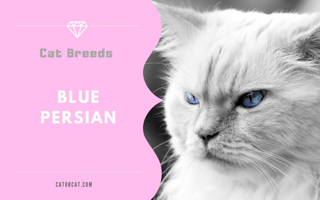 Blue Persian Cat