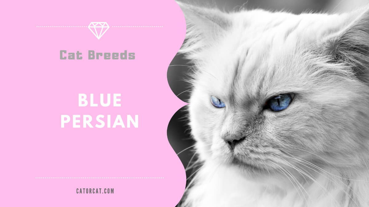 blue persian cat