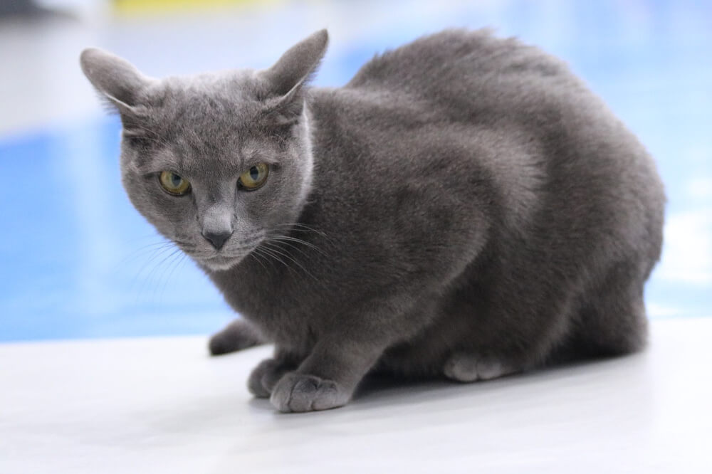 8. Russian Blue Cat Breed Information, Pictures, Characteristics & Facts - wide 4