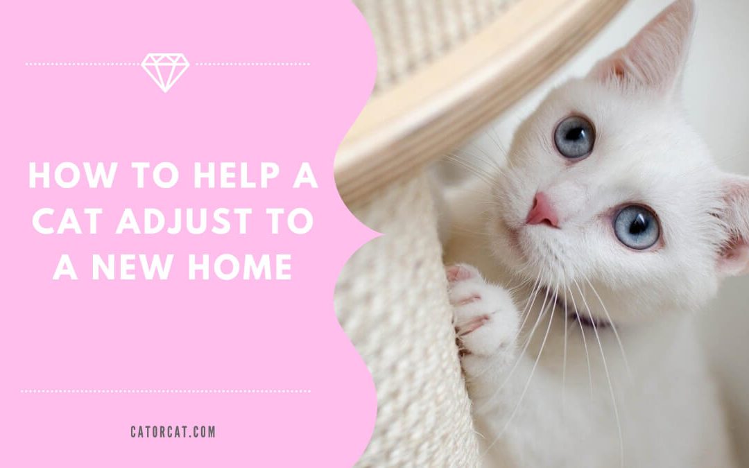 How To Help a Cat Adjust To a New Home