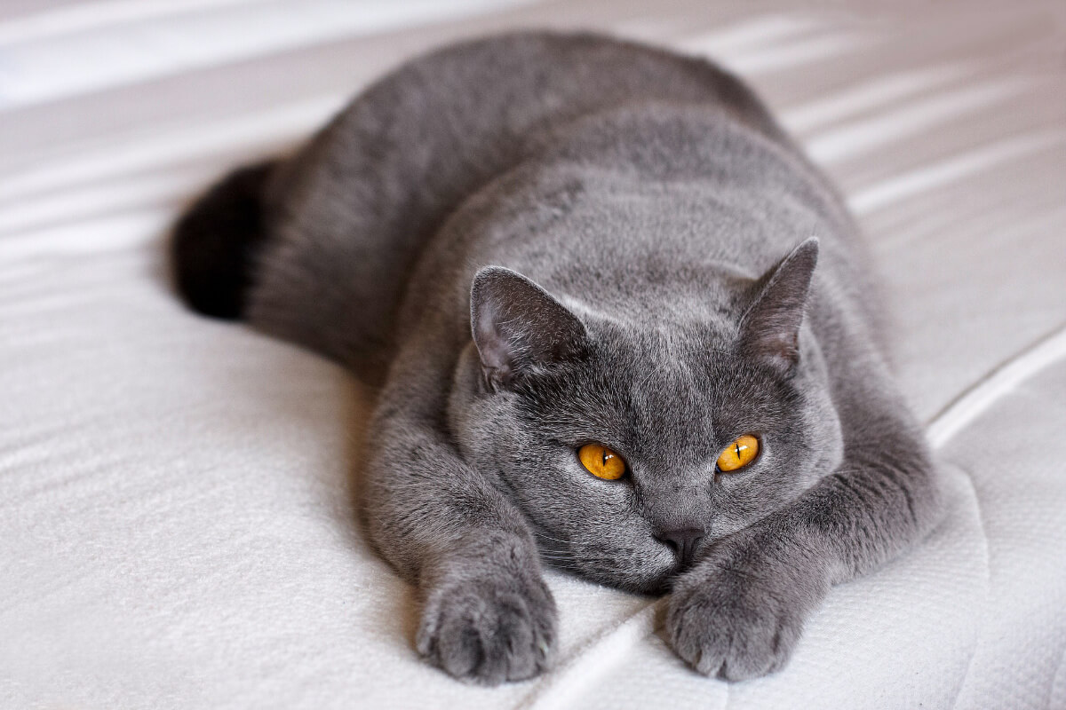 shorthair blue tabby