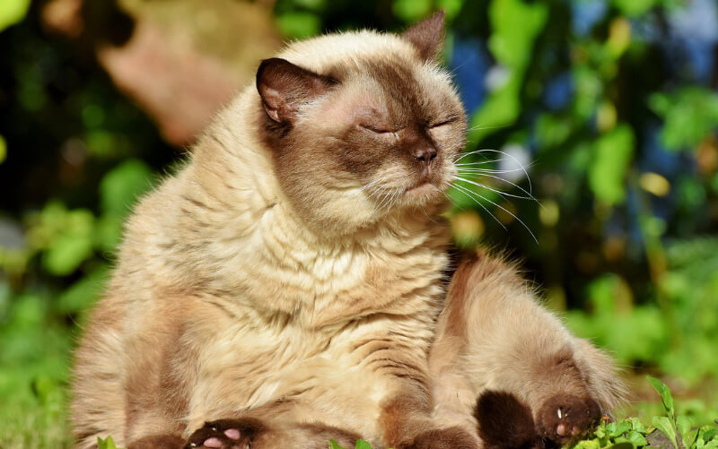 british shorthair cream