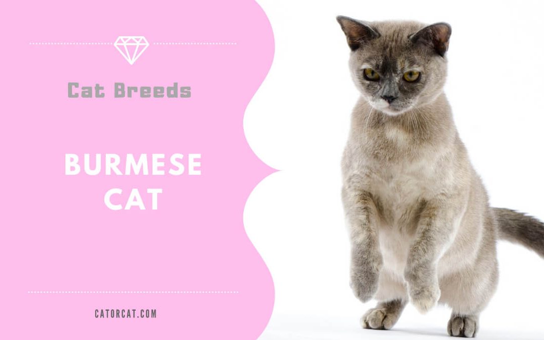 Burmese Cat