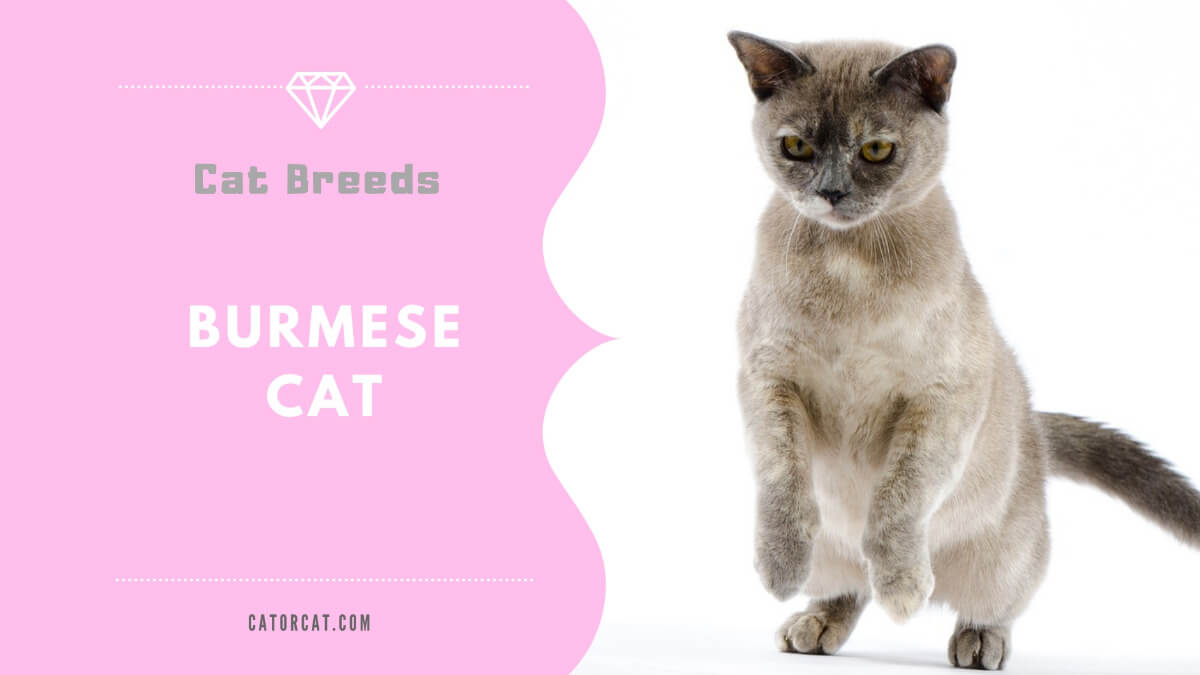 burmese cat