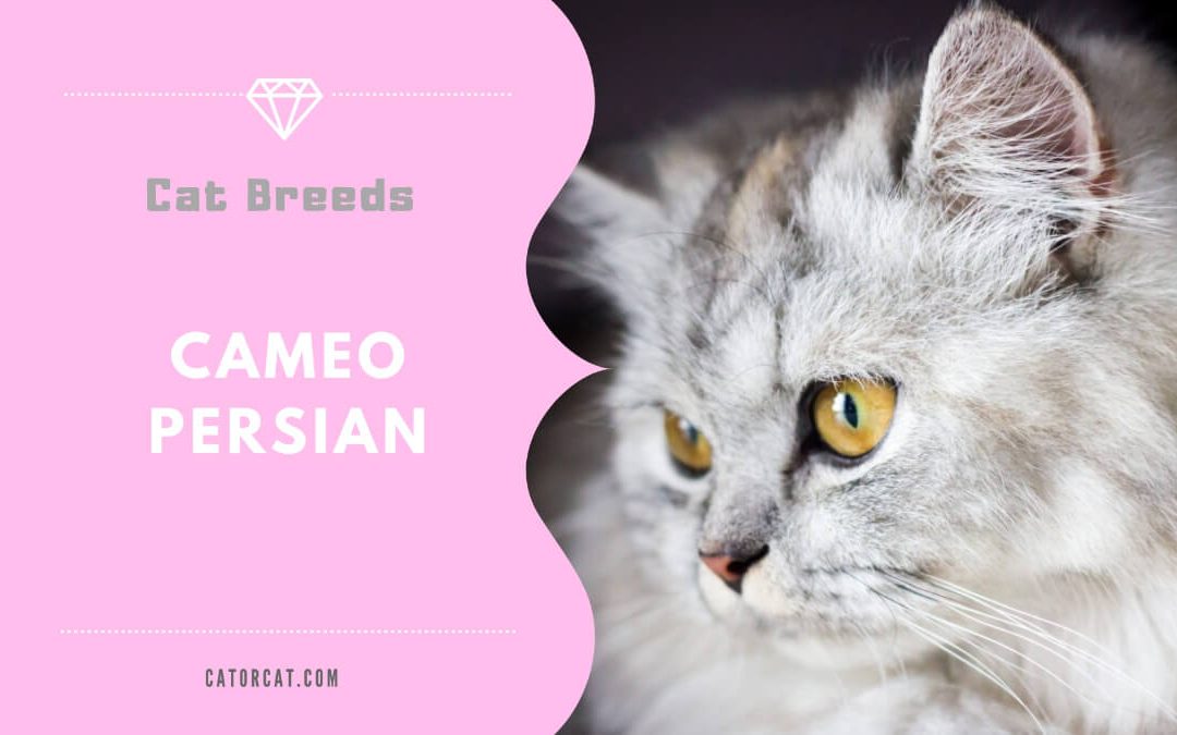 Cameo Persian Cat