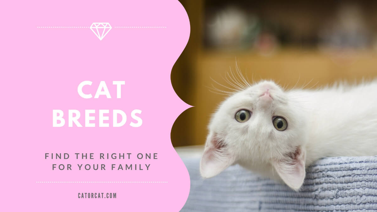 Guide to Cat Breeds Find The Right One For Your Family