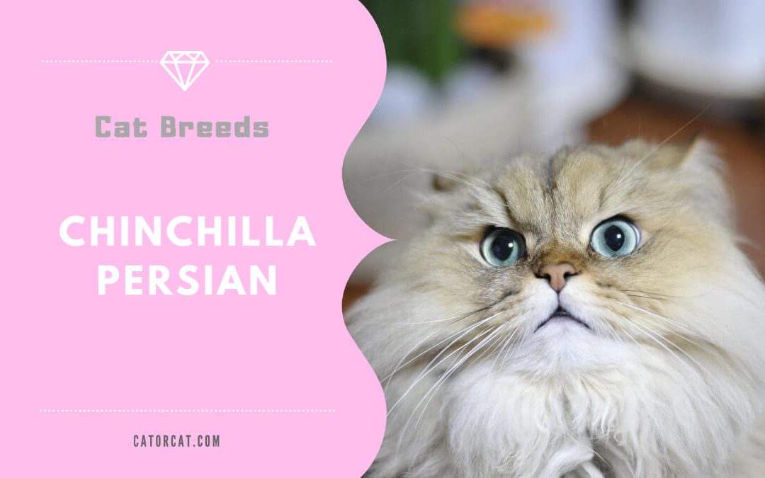 Chinchilla Persian