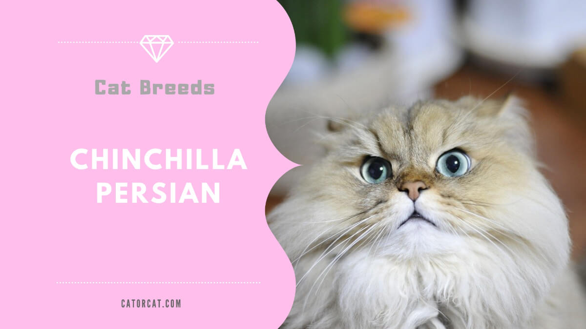 chinchilla persian