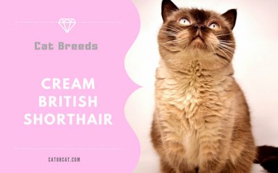 Cream British Shorthair