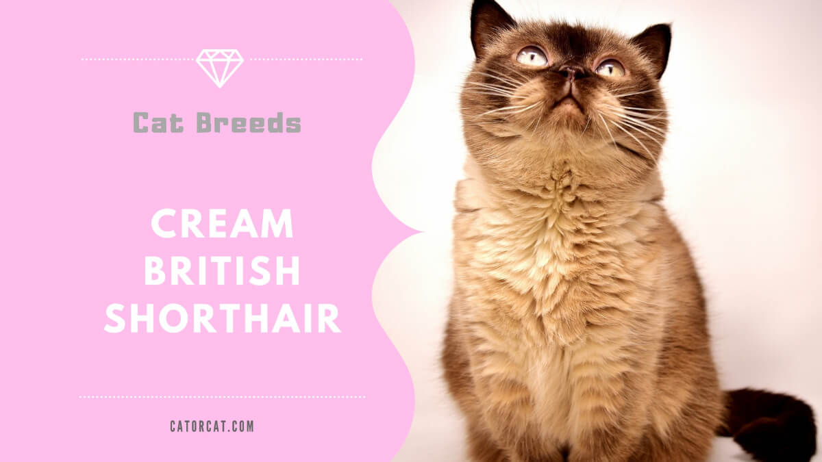 cream tabby british shorthair