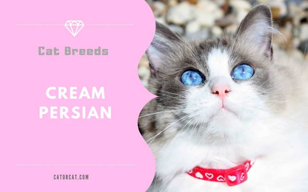 Cream Persian Cat