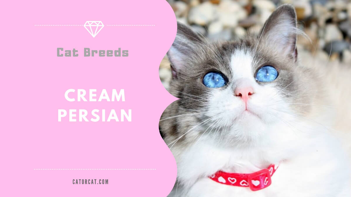 cream persian cat