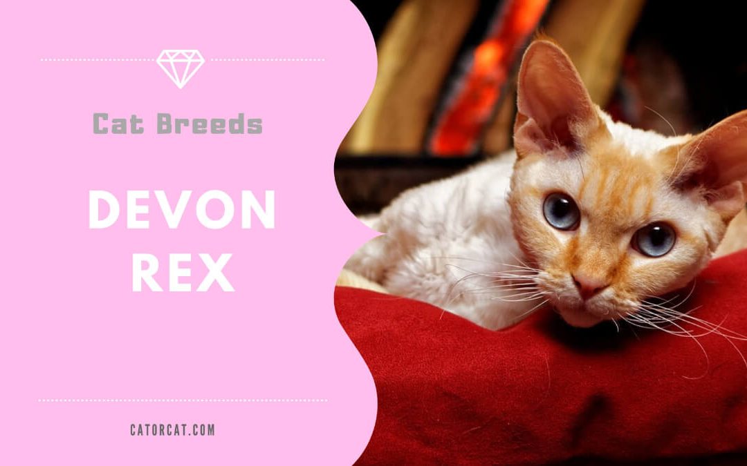 Devon Rex