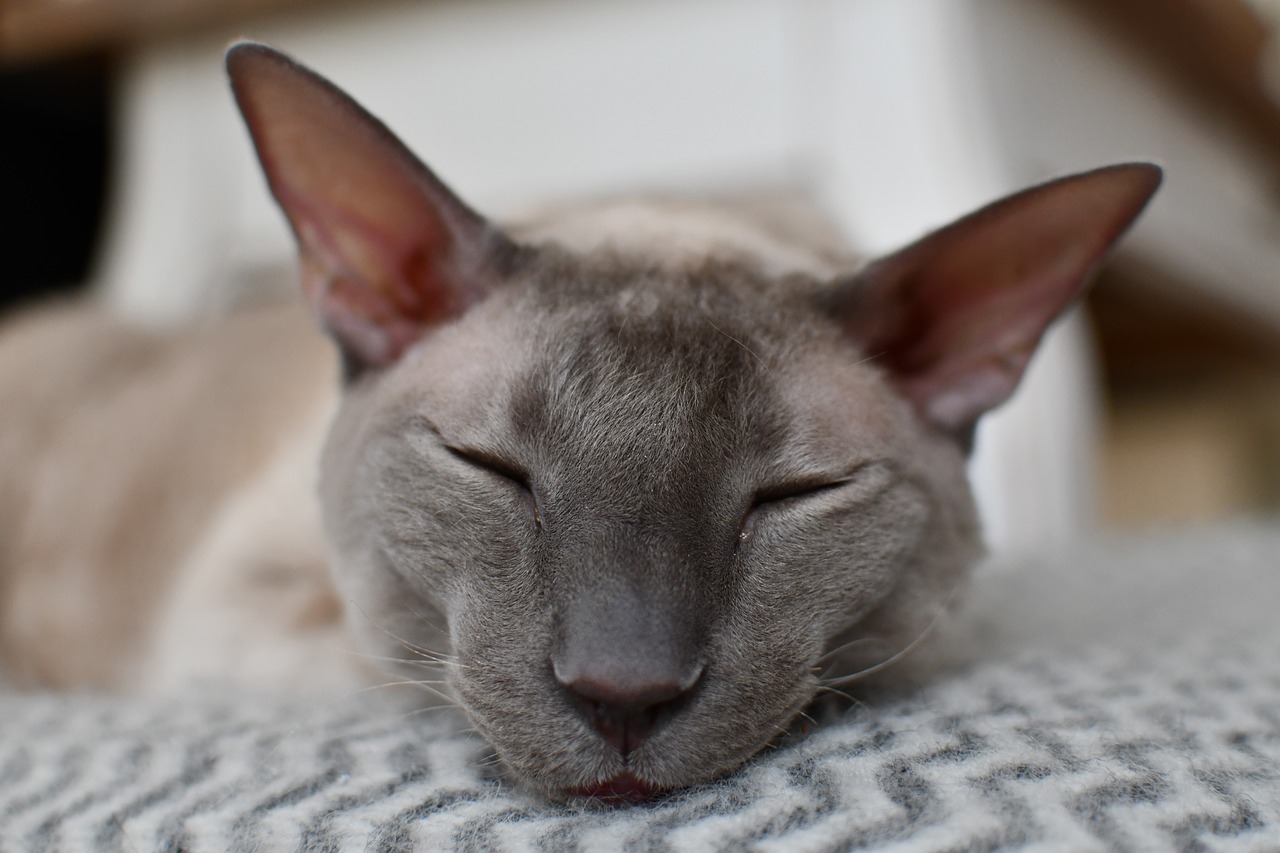 devon rex cat