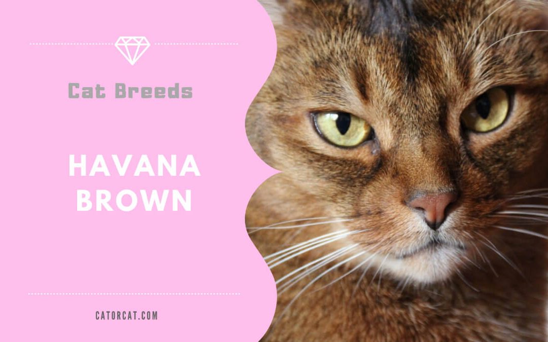 Havana Brown Cat