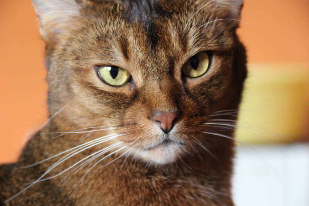 havana brown cat for sale