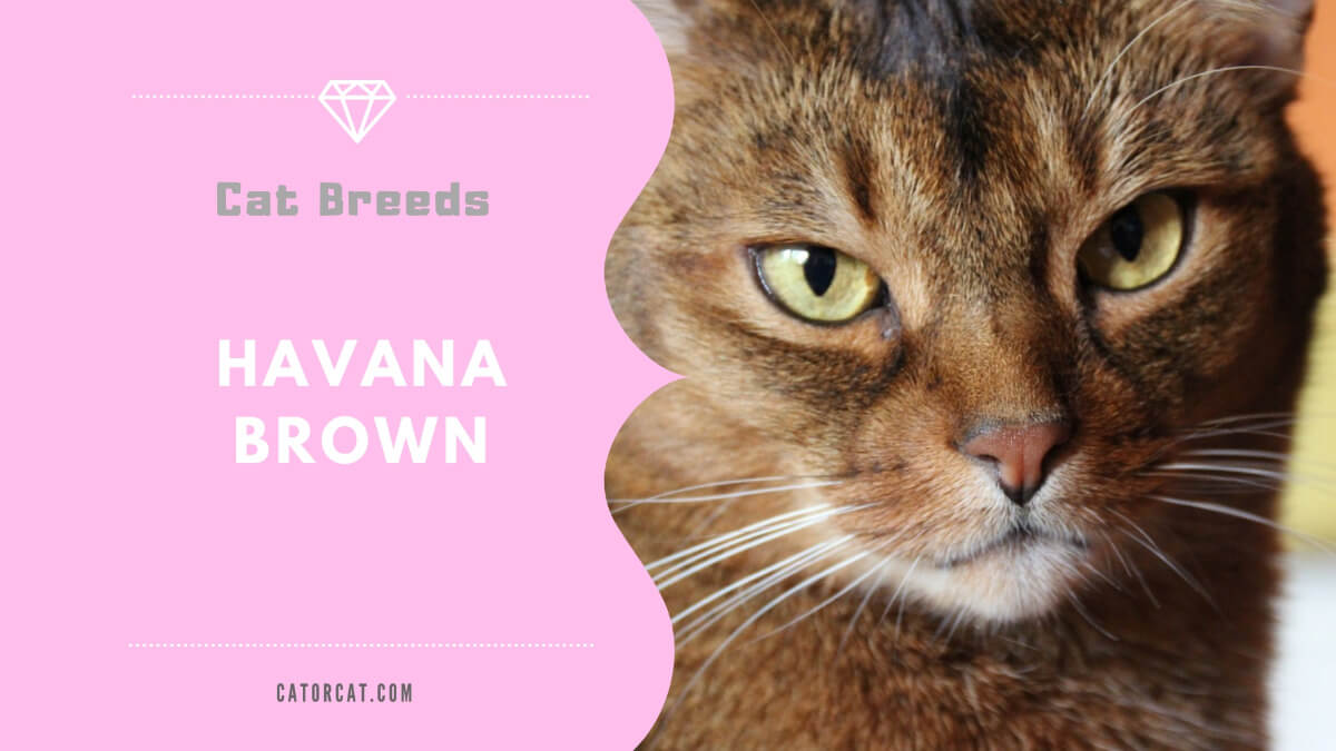 havana brown cat