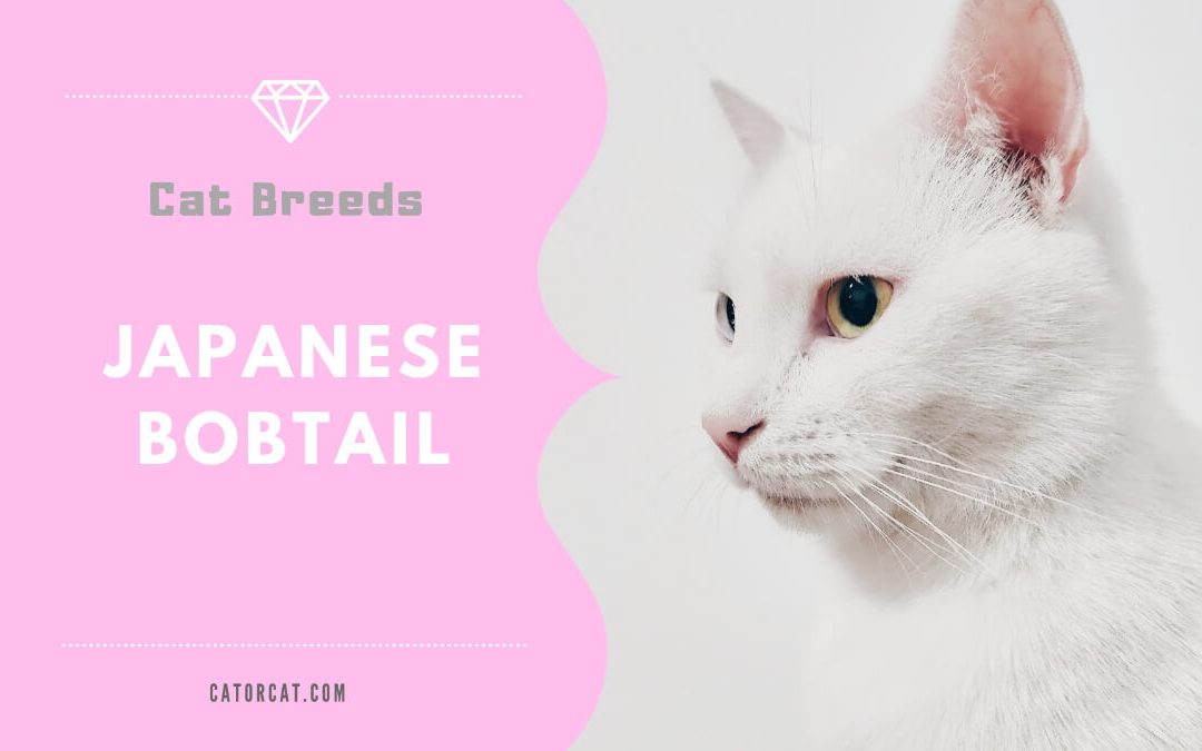 Japanese Bobtail