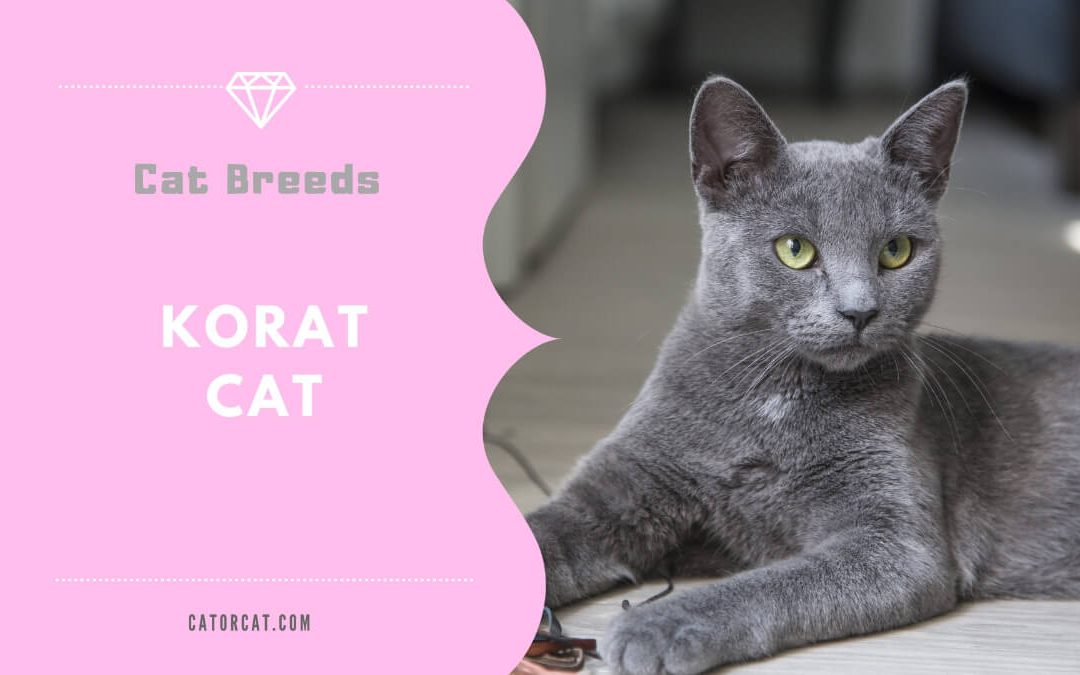 Korat Cat