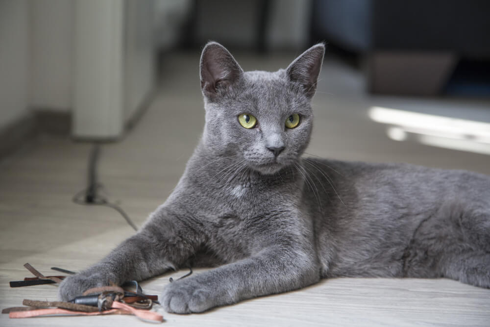 Korat cat standing on hardwood floor